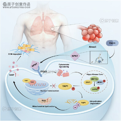 科研绘图|为哈尔滨医科大学绘制的插图中稿啦