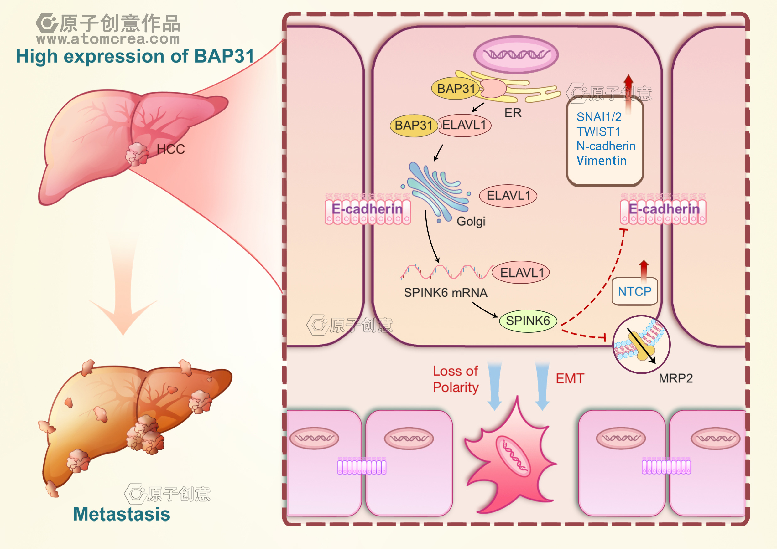 为第四军医大学绘制的插图中稿了