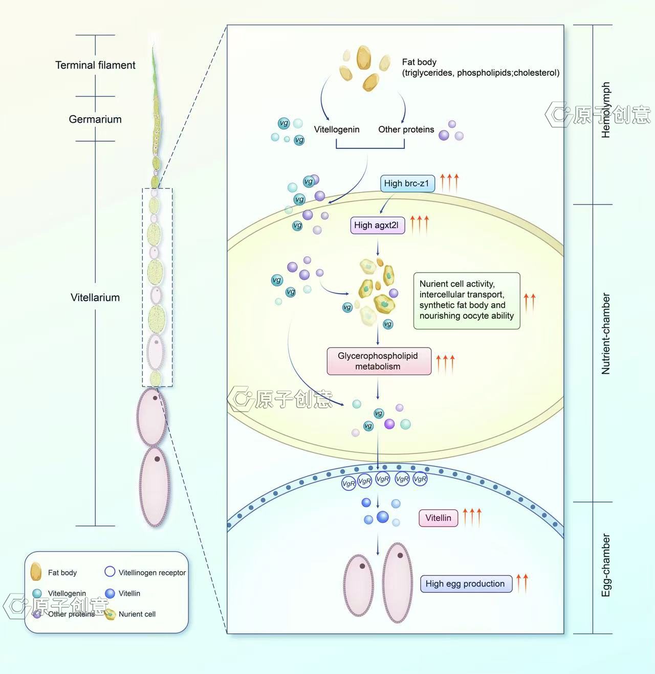 为江西农业大学绘制的插图中稿了