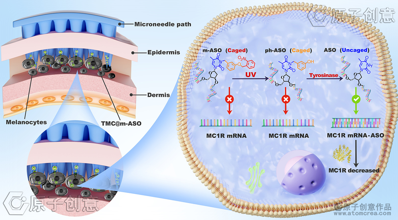 我们绘制的插图中稿了