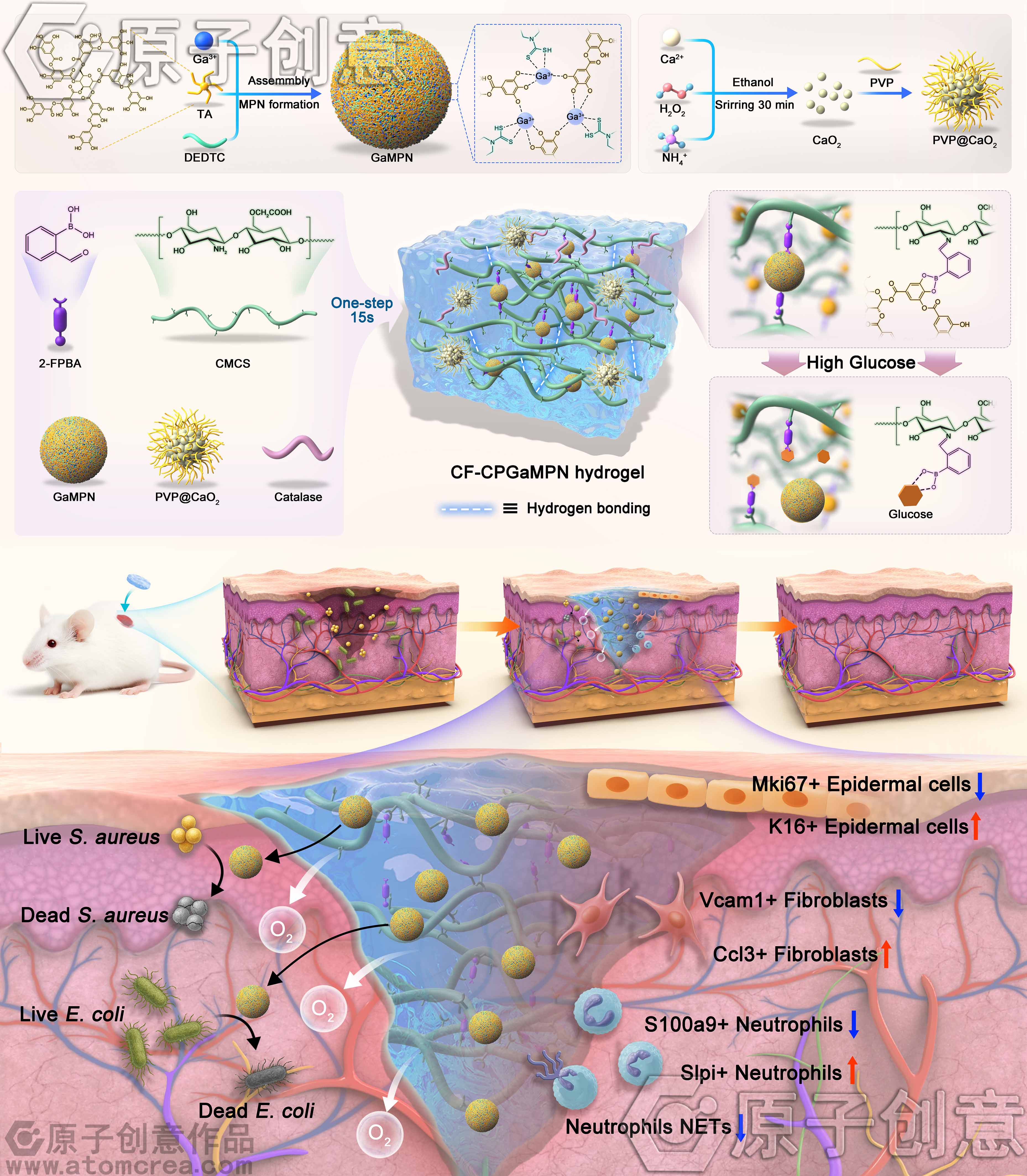 为四川大学绘制的插图中稿了