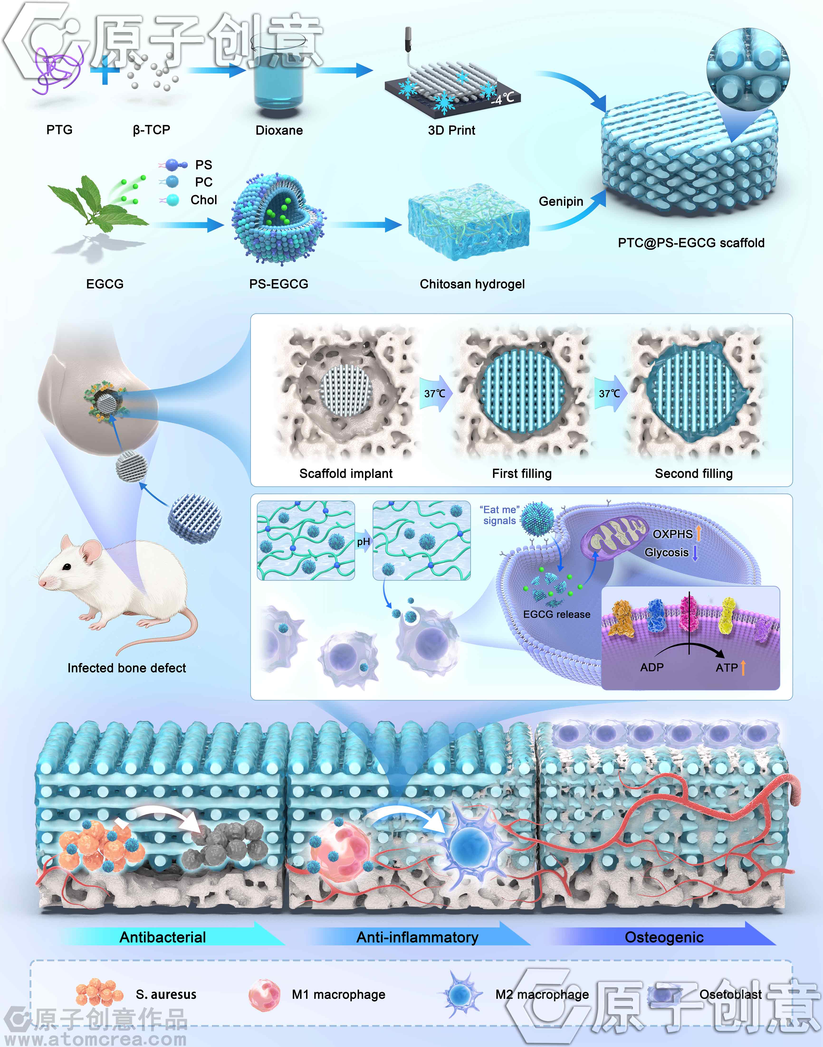 为成都大学绘制的插图中稿了