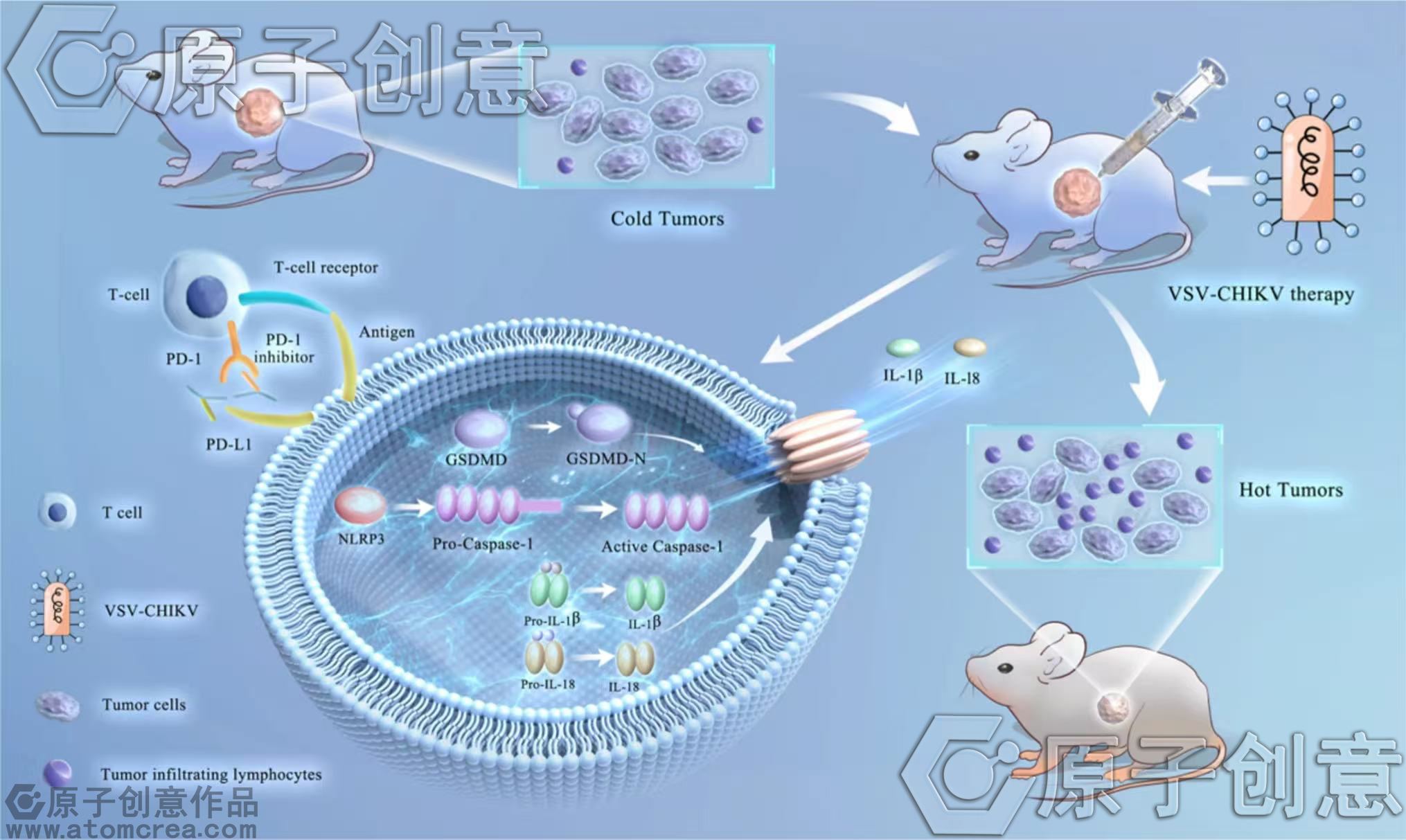 我们绘制的Discover Oncology插图中稿