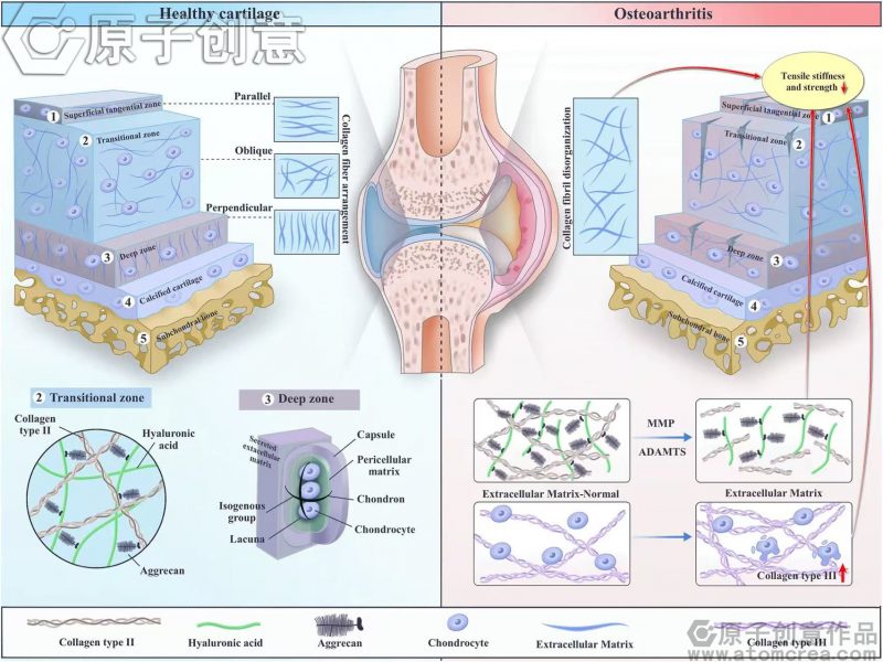 为浙江中医药大学绘制的Front. Bioeng. Biotechnol插图中稿了-原子创意