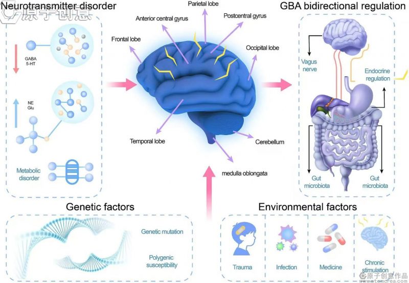 为牡丹江医学院附属红旗医院儿科绘制的Frontiers in Neuroscience插图中稿了-原子创意