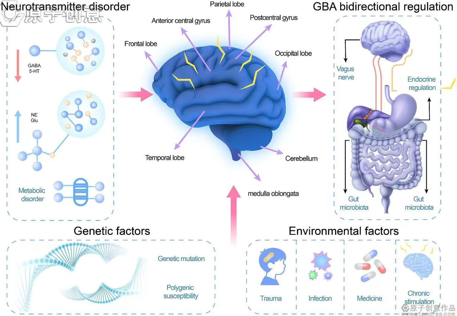 为牡丹江医学院附属红旗医院儿科绘制的Frontiers in Neuroscience插图中稿了 为牡丹江医学院附属红旗医院儿科绘制的Frontiers in Neuroscience插图中稿了