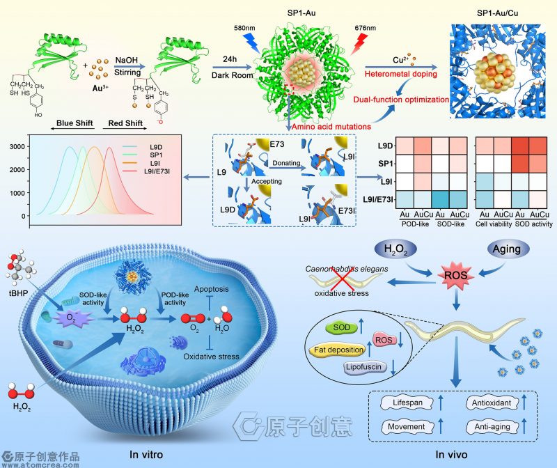 为吉林大学绘制的ACS Applied Materials & Interfaces插图中稿了-原子创意